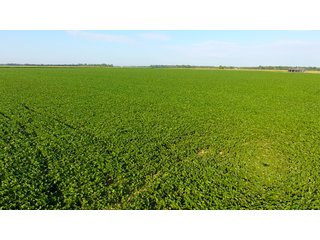 TRACT 2 - ILLINOIS LAND AUCTION - 4,810+/- ACRES OFFERED IN 85 TRACTS IN FRANKLIN, WILLIAMSON, HAMILTON & SALINE COUNTIES, ILLINOIS